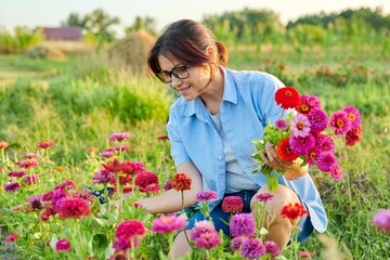 Middle-aged woman with garden shears picking bouquet of zinnia flowers - obrazy, fototapety, plakaty