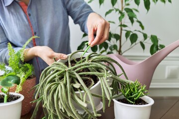 Fertilizer home indoor plants in pots, close-up of woman's hand with fertilizer sticks and...