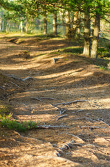 Pines and pine root in sunny day.