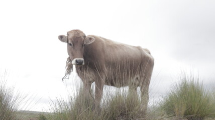vaca en el campo mirando hacia la lente