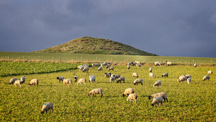 Ancient iron age barrow with flock of sheep grazing in field near Dorchester, Dorset, UK on 6 February 2022