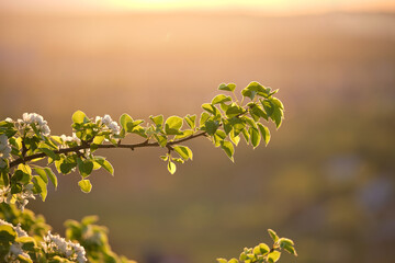 Twigs of fruit tree with white blossoming flowers in early spring at sunset
