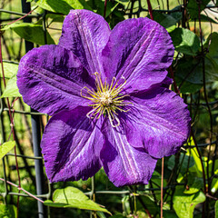 purple and yellow flowers