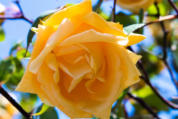 yellow rose on blue sky