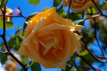 peach rose