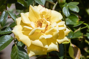 yellow rose
