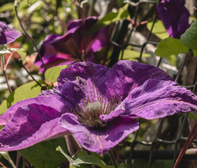 purple flowers in the garden