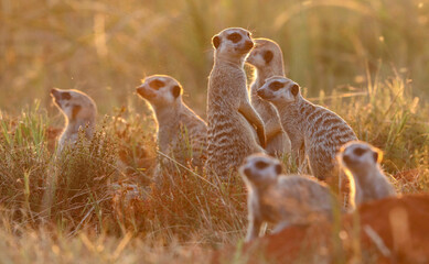 Meerkat, Addo Elephant National Park
