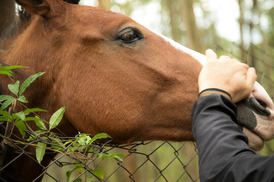 Cavalo recebendo carinho no focinho. Cavalo animal &uacute;til, majestoso e de uma sensibilidade &uacute;nica.  