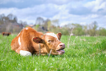 Young sick of thirsty calf resting on green pasture grass on summer day. Feeding of cattle on farm grassland - obrazy, fototapety, plakaty