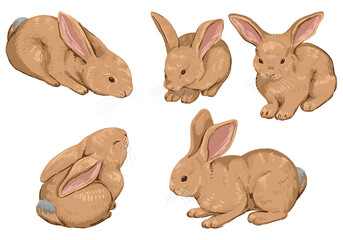 Cute baby rabbits, collection of bunnies. Pretty animals set. Contemporary vector illustration. Modern style cliparts isolated on white background.