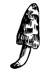 Poison mushroom. Abstract fungus in engraving style. Hand drawn vector sketch illustration. Single retro clipart isolated on white background.