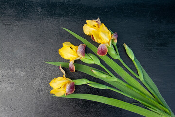 irises flower, spring flower, field flower, garden flower, letter, place for text, frame, background
