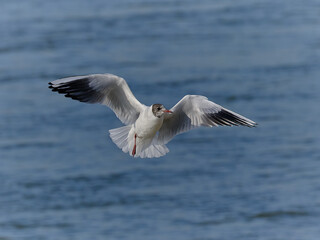 Fototapeta na wymiar Gull with one leg in flight