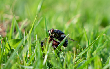 Fly, scavenging in the grass, feeding though it’s Proboscis