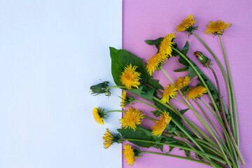 dandelion yellow flower, spring flower, field flower, garden flower, letter, place for text, frame, background