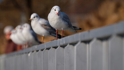 Seagulls on a metal railing in low angle view