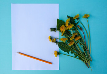 dandelion yellow flower, spring flower, field flower, garden flower, letter, place for text, frame, background