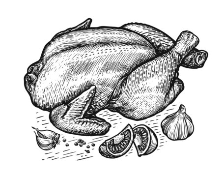 Whole chicken and ingredients. Cooking turkey meat with vegetables sketch vintage vector