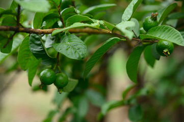 Young fruit of guava on tree close up