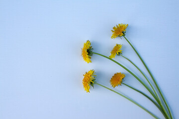 yellow flower, dandelion flower, spring flower, field flower, garden flower, letter, place for text, frame, background