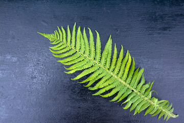 fern, fern leaf, spring flower, field flower, garden flower, letter, place for text, frame, background