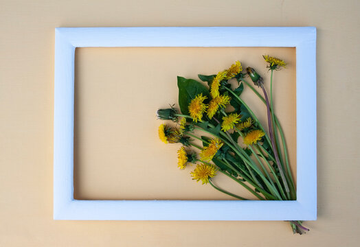 yellow flower, dandelion flower, spring flower, field flower, garden flower, letter, place for text, frame, background