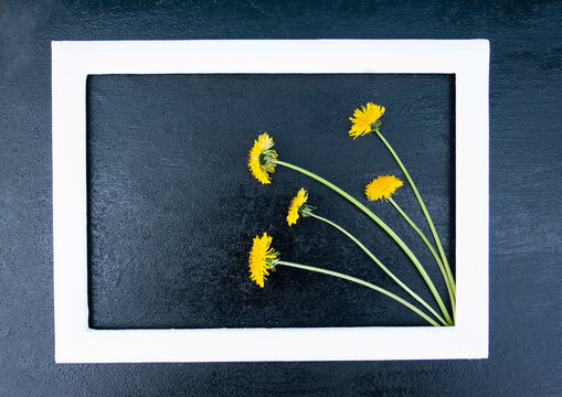 yellow flower, dandelion flower, spring flower, field flower, garden flower, letter, place for text, frame, background
