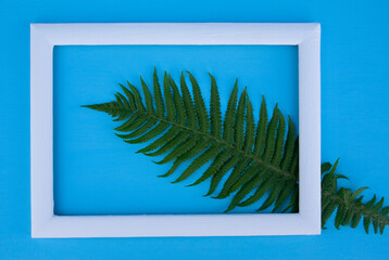 fern, fern leaf, spring flower, field flower, garden flower, letter, place for text, frame, background