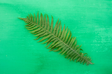 fern, fern leaf, spring flower, field flower, garden flower, letter, place for text, frame, background