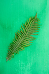 fern, fern leaf, spring flower, field flower, garden flower, letter, place for text, frame, background