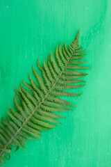 fern, fern leaf, spring flower, field flower, garden flower, letter, place for text, frame, background