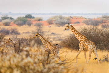Giraffes in the Kalahari Desert, Namibia.