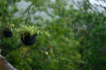 Hanging flowers and plants during raining outdoor perspective