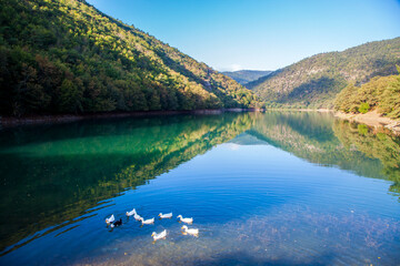 Ducks swimming in crater lake. Borabay lake in Amasya province