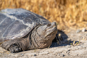 Close-up of Common Snapping Turtle. Turtle in its natural habitat.