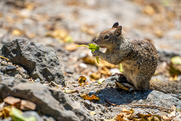 California ground squirrel (Spermophilus beecheyi) holding a leaf in its paws. Wildlife photography.