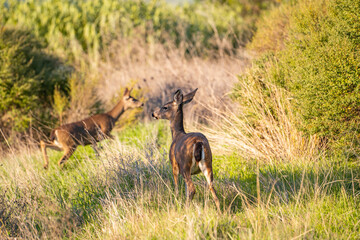 Two California Mule Deer (Odocoileus hemionus californicus) graze in the meadow. 