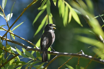 double-collared seedeater (Sporophila caerulescens)