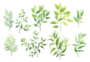 Green leaves set isolated on white background. Wild herbs. Vector illustration.