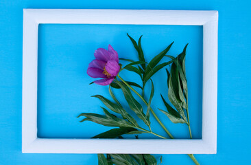 peony, wild peony, pink flower, spring flower, field flower, garden flower, letter, place for text, frame, background