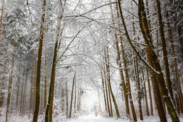 Walking trail in the forest in winter