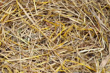 Yellow rice straw for background