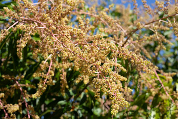 Mango flower on the mango trees
