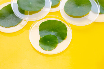 Fresh green centella asiatica leaves in petri dishes on yellow background.