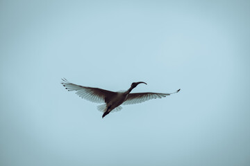 White faced heron in flight