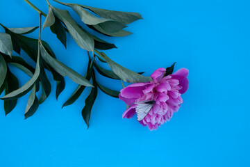 peony, red peony, peony flower, spring flower, field flower, garden flower, letter, place for text, frame, background, butterfly