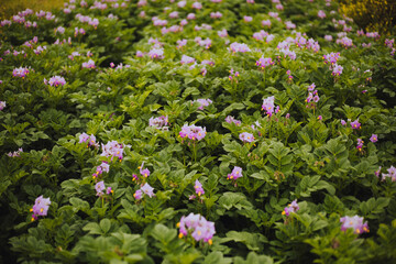Flor de papa en un valle 