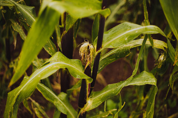 Planta de maíz antes de ser cosechada