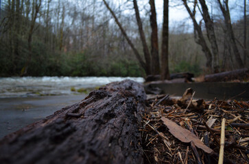 river in the woods